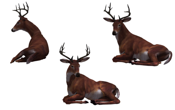 Transparent Deer Sika Deer Antler Elk Wildlife for Christmas