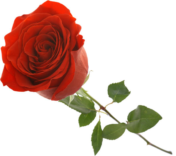 Transparent Garden Roses Cabbage Rose Revda Flower Rose for Valentines Day