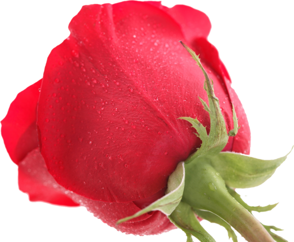 Transparent Centifolia Roses Garden Roses Floribunda Plant Flower for Valentines Day