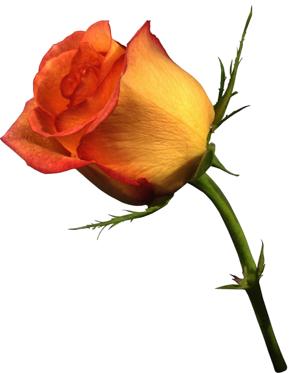 Transparent Rose Flower Orange for Valentines Day