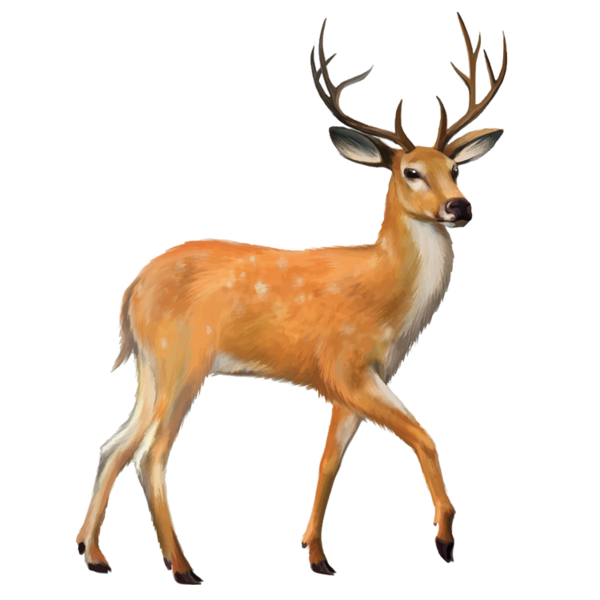 Transparent Deer Whitetailed Deer Red Deer Wildlife for Christmas