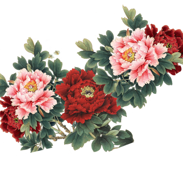 Transparent Moutan Peony Flower Peony Plant for Valentines Day