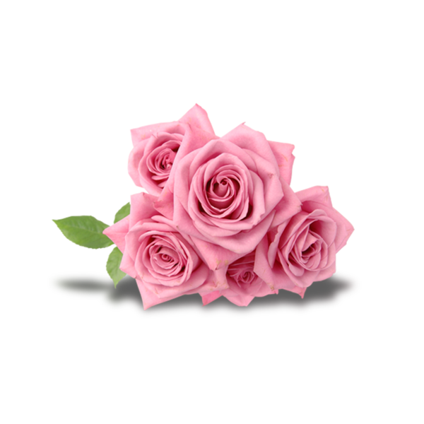 Transparent Beach Rose Flower Pink Plant for Valentines Day
