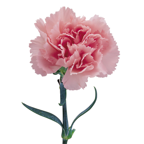 Transparent Carnation Flower Cut Flowers Pink for Mothers Day