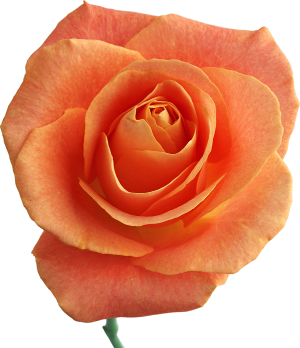 Transparent Beach Rose Flower Rosa Chinensis Peach for Valentines Day