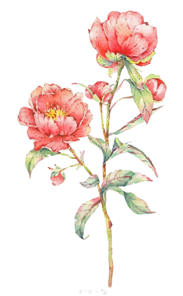 Transparent Watercolor Flowers Watercolor Painting Painting Peony Garden Roses for Valentines Day