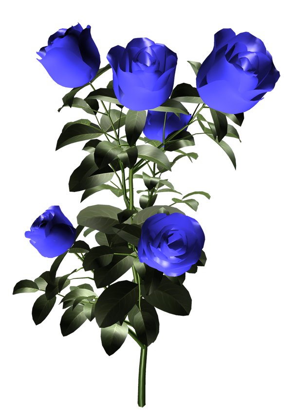 Transparent Blue Rose Garden Roses Rose Blue for Valentines Day
