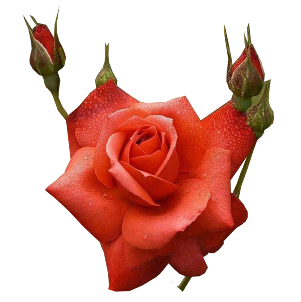 Transparent Rose Flower Floral Design Petal Plant for Valentines Day