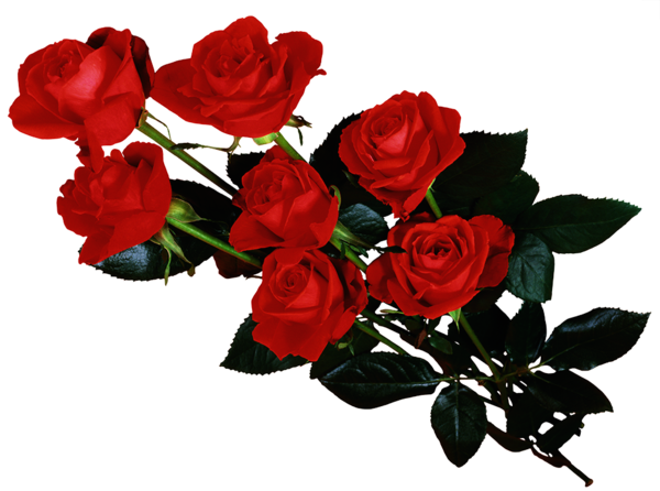 Transparent Rose Animation Drawing Flower Garden Roses for Valentines Day