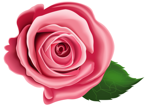 Transparent Rose Animation Pink Plant for Valentines Day
