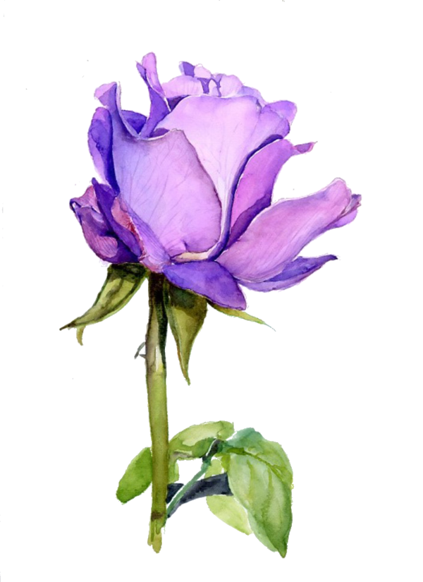 Transparent Rose Flower Watercolor Painting Petal Plant for Valentines Day