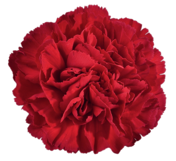 Transparent Carnation Cut Flowers Garden Roses Red Flower for Valentines Day
