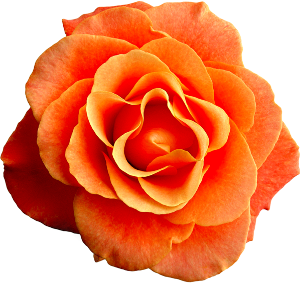 Transparent Flower Rose Dress Peach for Valentines Day