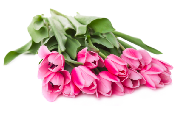 Transparent Tulip Flower Flower Bouquet Pink Plant for Valentines Day