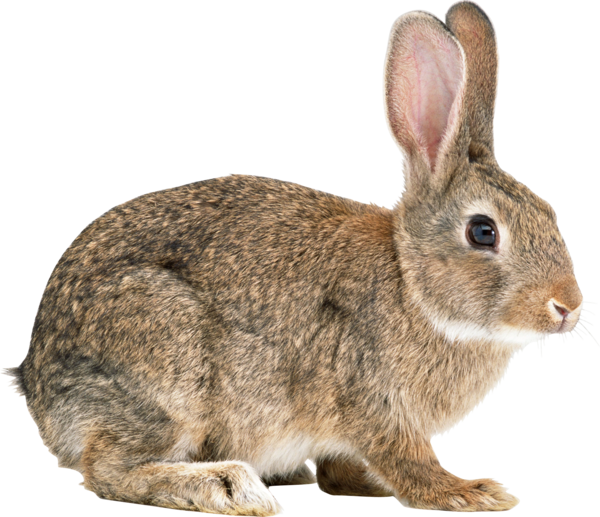Transparent Easter Bunny Hare Cottontail Rabbit Wildlife Fur for Easter