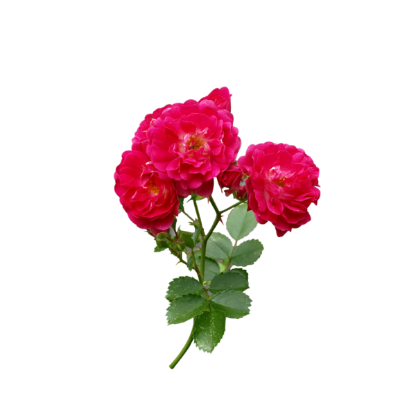 Transparent Rose Flower Red Pink Plant for Valentines Day
