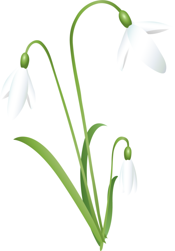 Transparent Snowdrop Flower Cut Flowers Galanthus for Easter