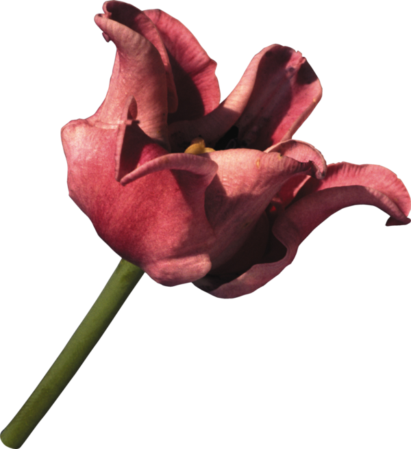 Transparent Flower Tulip Cut Flowers Pink Plant for Valentines Day