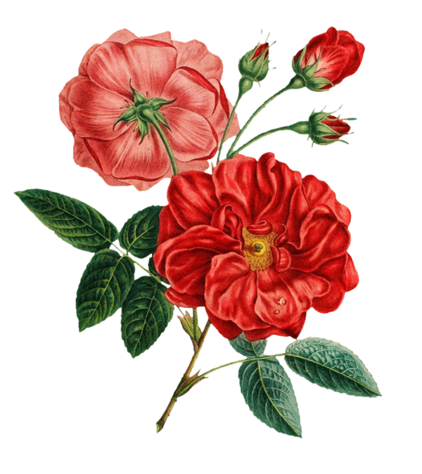 Transparent Flower Flower Bouquet Rose Petal Plant for Valentines Day
