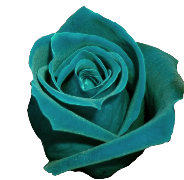 Transparent Garden Roses Rose Lekvar Blue Green for Valentines Day
