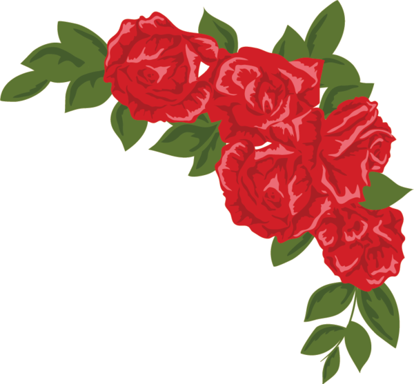 Transparent Garden Roses Drawing Cabbage Rose Flower for Valentines Day