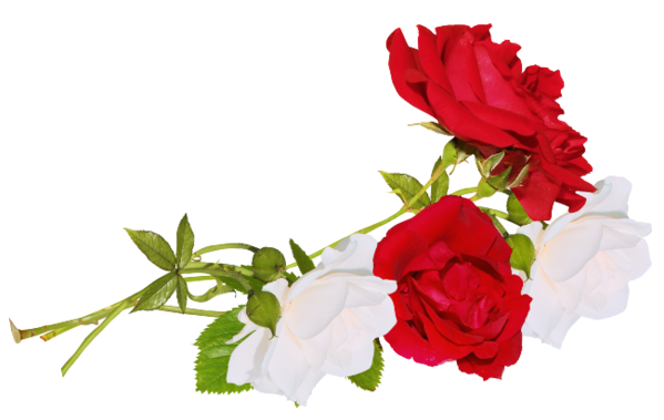 Transparent Garden Roses Flower White Red for Valentines Day