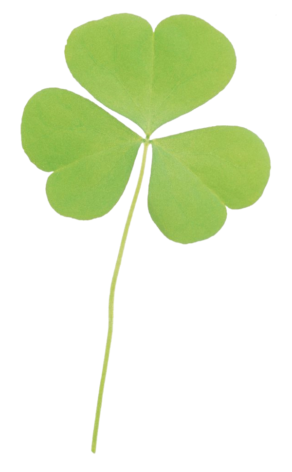 Transparent Clover Leaf Fourleaf Clover Plant for St Patricks Day