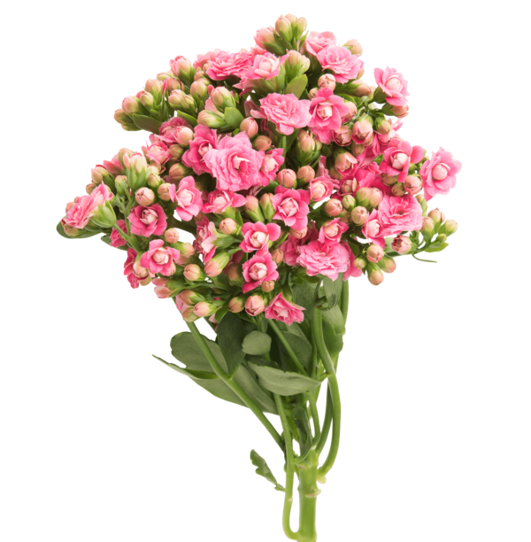 Transparent Cut Flowers Floral Design Flower Bouquet Flower for Mothers Day