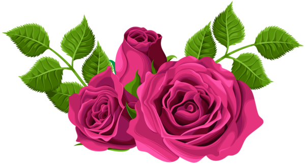 Transparent Centifolia Roses Flower Garden Roses Pink Plant for Valentines Day