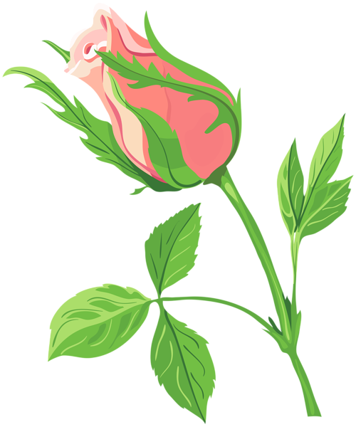 Transparent Drawing Rose Flower Plant for Valentines Day