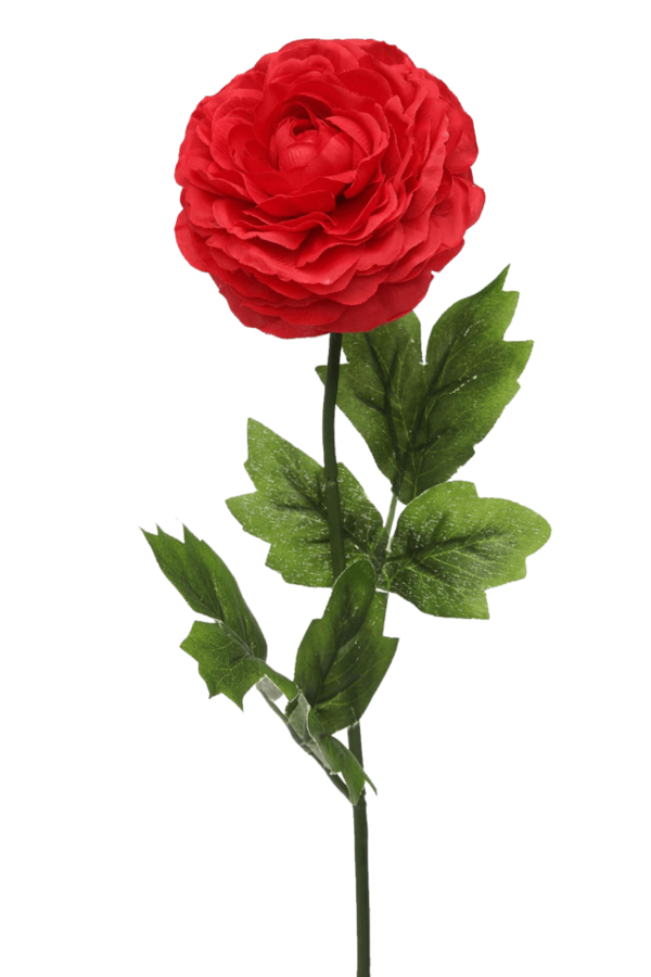 Transparent Garden Roses Centifolia Roses Rosa Chinensis Petal Plant for Valentines Day