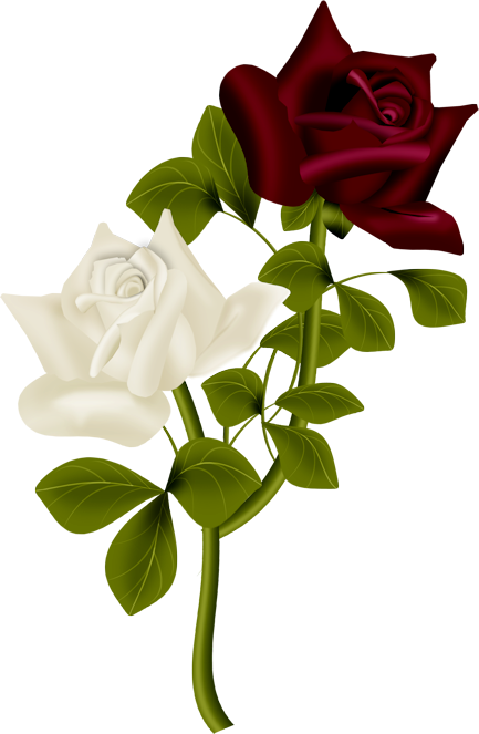 Transparent Morning Day Good Flower Rose for Valentines Day