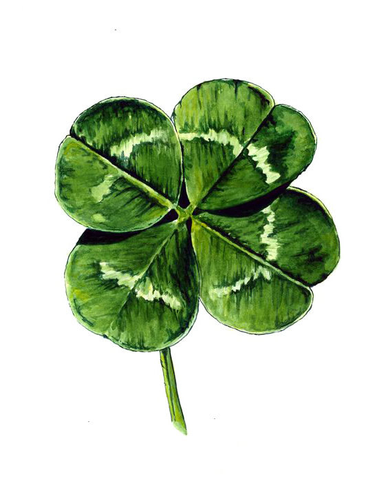 Transparent White Clover Fourleaf Clover Watercolor Painting Shamrock Green for St Patricks Day