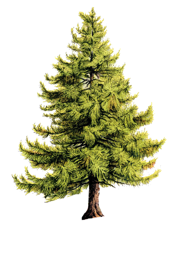 Transparent Pittock Mansion Christmas Tree Christmas Fir Pine Family for Christmas