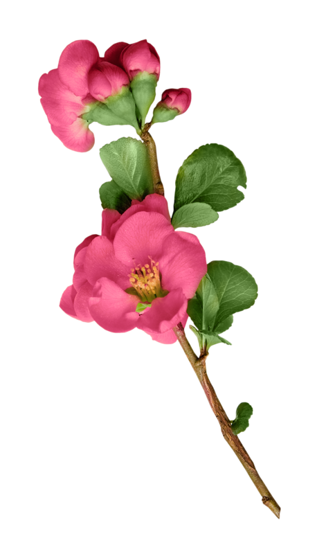 Transparent Garden Roses Flower Artificial Flower Pink for Valentines Day