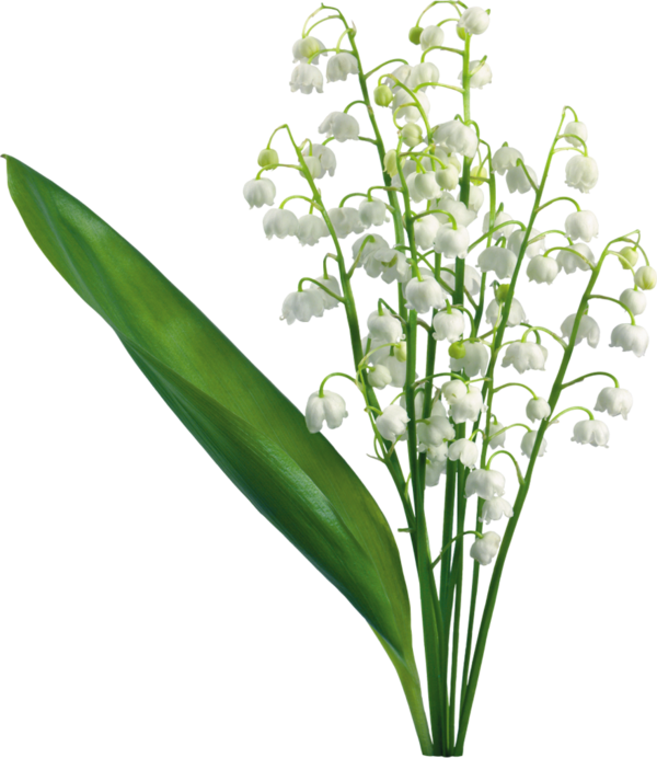 Transparent Easter Lily Lily Of The Valley Flower Plant for Easter