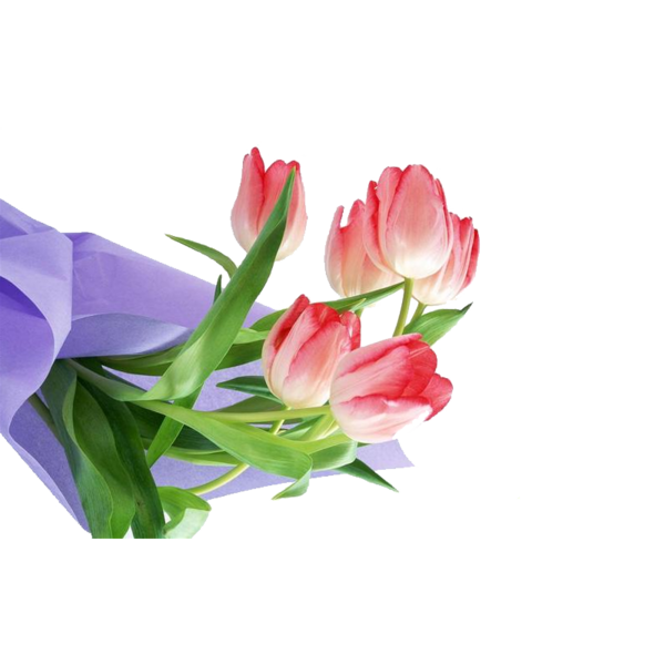Transparent Flower Tulip Floral Design Pink Plant for Valentines Day