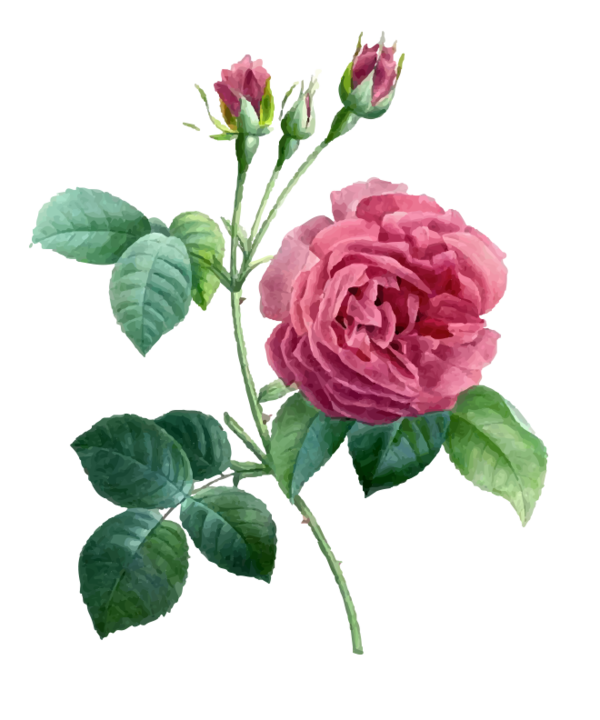 Transparent Garden Roses Centifolia Roses Pierrejoseph Redoutxe9 17591840 Pink Plant for Valentines Day
