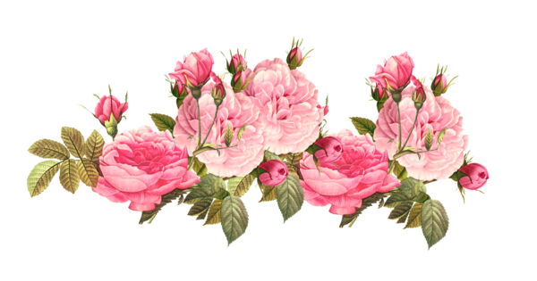 Transparent Flower Rose Pink Flowers Pink Plant for Valentines Day