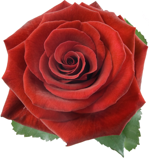 Transparent Garden Roses Floribunda Flower Rose for Valentines Day