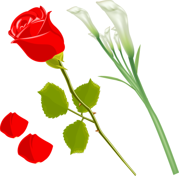 Transparent Garden Roses Flower Rosa Gallica Petal Plant for Valentines Day