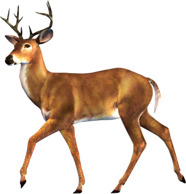 Transparent Reindeer Roe Deer Capreolinae Antelope Musk Deer for Christmas