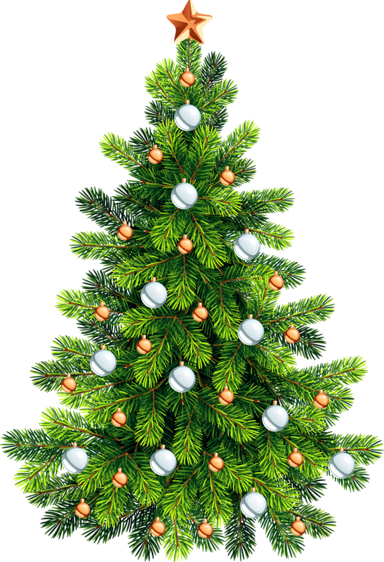 Transparent Noble Fir Christmas Tree Christmas Fir Pine Family for Christmas