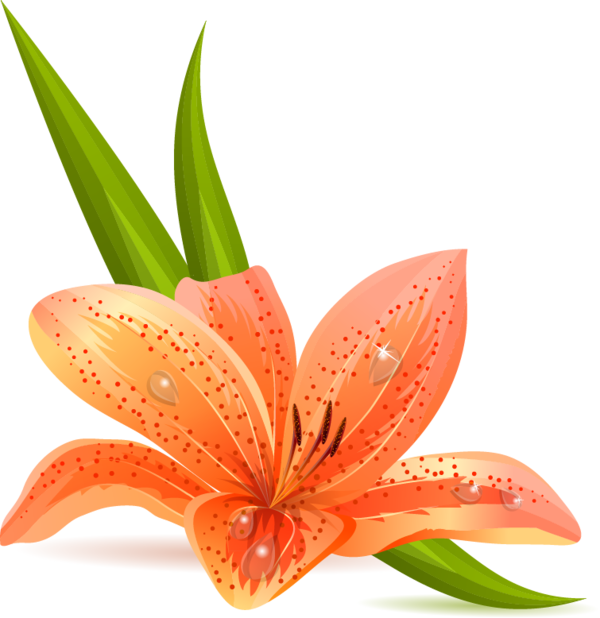 Transparent Lilium Bulbiferum Tiger Lily Arumlily Plant Flower for Easter