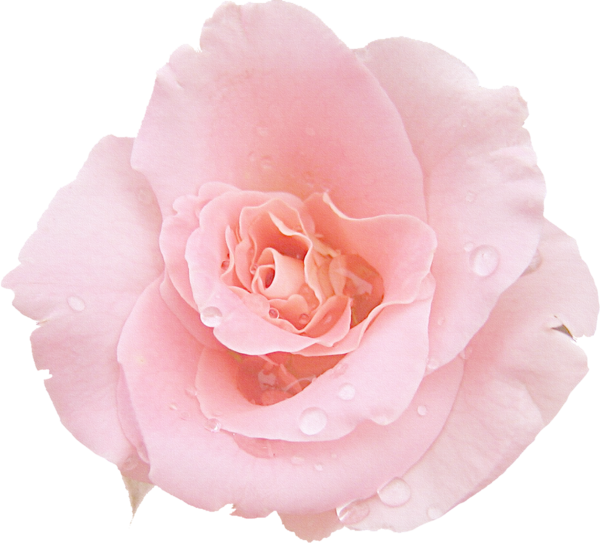 Transparent Pink Rose Flower Plant for Valentines Day