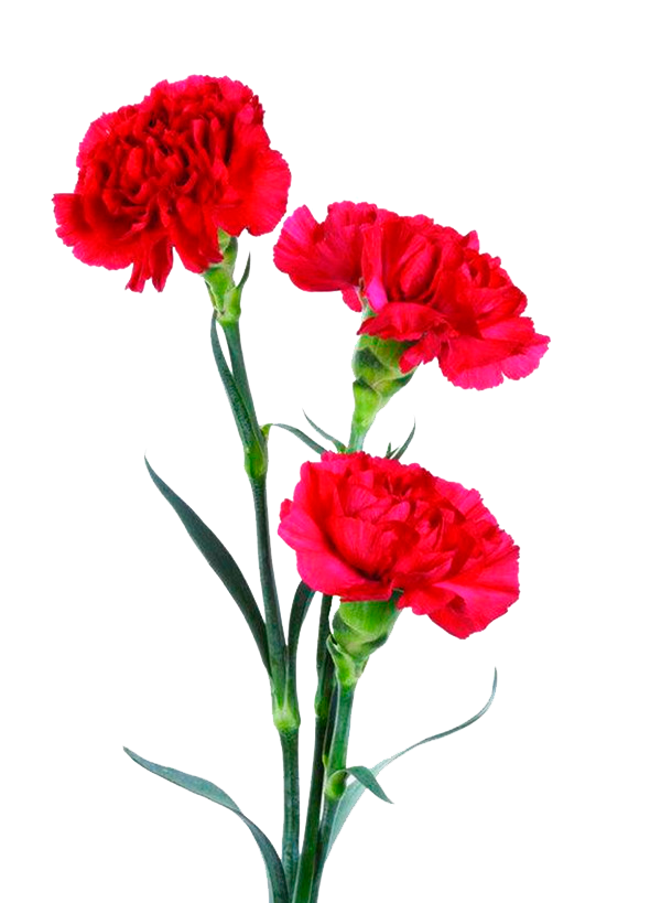 Transparent Carnation Flower Bouquet Flower Flowering Plant for Mothers Day