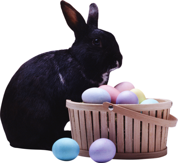 Transparent Easter Bunny Leporids European Rabbit Rabbit Easter for Easter