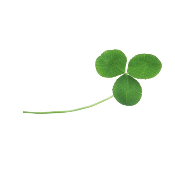 Transparent Shamrock Leaf Fourleaf Clover Symbol for St Patricks Day
