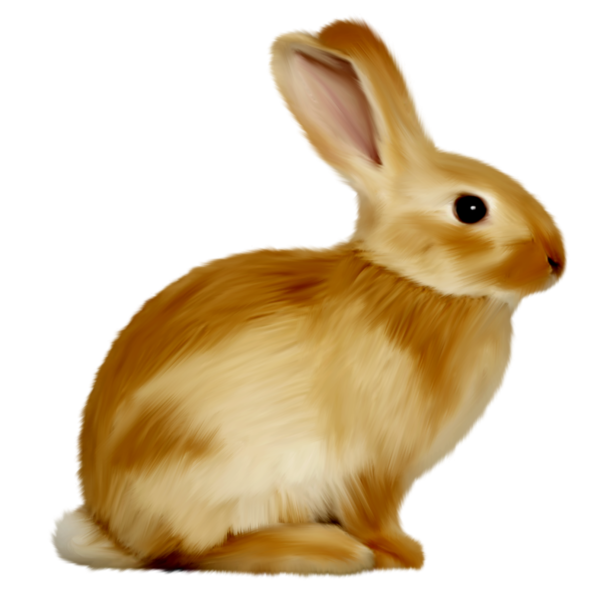 Transparent European Rabbit Easter Bunny Rabbit Hare for Easter