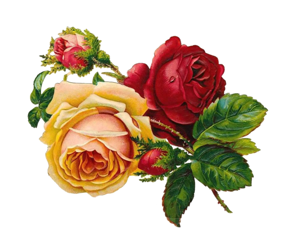 Transparent Rose Flower Vintage Petal Plant for Valentines Day